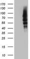 Calpain 5 antibody, LS-C790396, Lifespan Biosciences, Western Blot image 