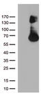 Fibroblast Growth Factor Receptor 1 antibody, CF803096, Origene, Western Blot image 