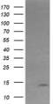 Keratin Associated Protein 2-4 antibody, MA5-25738, Invitrogen Antibodies, Western Blot image 