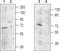 Mucolipin 1 antibody, TA328757, Origene, Western Blot image 