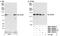 Centrosomal protein of 97 kDa antibody, NBP1-06508, Novus Biologicals, Western Blot image 