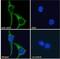 Uncoupling Protein 2 antibody, NB100-59742, Novus Biologicals, Immunocytochemistry image 