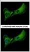 Deoxyribonuclease 2 Beta antibody, NBP2-16199, Novus Biologicals, Immunofluorescence image 