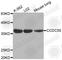 Coiled-Coil Domain Containing 50 antibody, A3552, ABclonal Technology, Western Blot image 