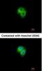 Adenylate Kinase 7 antibody, NBP1-32560, Novus Biologicals, Immunofluorescence image 