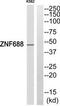 Zinc Finger Protein 688 antibody, TA316147, Origene, Western Blot image 