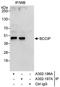 BRCA2 and CDKN1A-interacting protein antibody, A302-197A, Bethyl Labs, Immunoprecipitation image 
