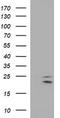 Claudin 6 antibody, TA506896, Origene, Western Blot image 