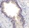 Furin, Paired Basic Amino Acid Cleaving Enzyme antibody, FNab10786, FineTest, Immunohistochemistry frozen image 