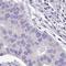 Protein FAM183B antibody, HPA049120, Atlas Antibodies, Immunohistochemistry frozen image 