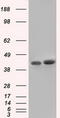 Basigin (Ok Blood Group) antibody, TA501248, Origene, Western Blot image 