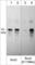 Quiescin Sulfhydryl Oxidase 1 antibody, SP5531, ECM Biosciences, Western Blot image 