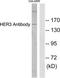 Receptor tyrosine-protein kinase erbB-3 antibody, TA313843, Origene, Western Blot image 