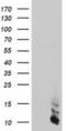 FXYD Domain Containing Ion Transport Regulator 3 antibody, MA5-25938, Invitrogen Antibodies, Western Blot image 