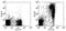 Immunoglobulin Heavy Constant Mu antibody, 13-5890-82, Invitrogen Antibodies, Flow Cytometry image 
