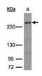 CAD protein antibody, LS-B4205, Lifespan Biosciences, Western Blot image 