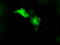 NLK antibody, TA501135, Origene, Immunofluorescence image 