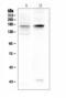 Potassium voltage-gated channel subfamily H member 1 antibody, A01036-3, Boster Biological Technology, Western Blot image 