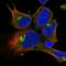 Probable methyltransferase-like protein 15 antibody, HPA039885, Atlas Antibodies, Immunofluorescence image 