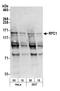 Replication factor C subunit 1 antibody, A300-141A, Bethyl Labs, Western Blot image 