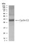 CCNE2 antibody, NB500-130, Novus Biologicals, Western Blot image 