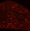Neurotensin Receptor 1 antibody, A04610-1, Boster Biological Technology, Immunofluorescence image 