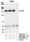 HSS antibody, A300-336A, Bethyl Labs, Immunoprecipitation image 