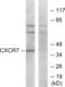 Atypical Chemokine Receptor 3 antibody, abx015223, Abbexa, Western Blot image 