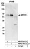 Misato Mitochondrial Distribution And Morphology Regulator 1 antibody, NBP2-59111, Novus Biologicals, Immunoprecipitation image 