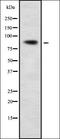 Carboxypeptidase X, M14 Family Member 2 antibody, orb338138, Biorbyt, Western Blot image 