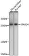 StAR-related lipid transfer protein 4 antibody, 16-342, ProSci, Western Blot image 