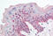 JHDM1B antibody, MBS241985, MyBioSource, Immunohistochemistry frozen image 