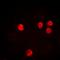 Histone H2B type 1 antibody, orb256581, Biorbyt, Immunofluorescence image 