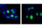 EGFR antibody, 5588S, Cell Signaling Technology, Immunocytochemistry image 