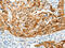 MAF BZIP Transcription Factor antibody, CSB-PA903964, Cusabio, Immunohistochemistry frozen image 