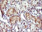 Homocysteine Inducible ER Protein With Ubiquitin Like Domain 1 antibody, LS-C788409, Lifespan Biosciences, Immunohistochemistry frozen image 