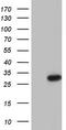 Patched 1 antibody, TA803822, Origene, Western Blot image 