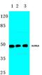 Aurora Kinase A antibody, AP06626PU-N, Origene, Western Blot image 
