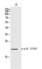 CDKN2A antibody, PA5-40273, Invitrogen Antibodies, Western Blot image 