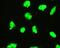 EWS RNA Binding Protein 1 antibody, PB9585, Boster Biological Technology, Immunofluorescence image 