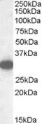 Mgl2 antibody, ab77398, Abcam, Western Blot image 