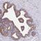 Clathrin Heavy Chain antibody, NBP2-49293, Novus Biologicals, Immunohistochemistry frozen image 
