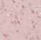 Protein FAM59B antibody, PA5-20846, Invitrogen Antibodies, Immunohistochemistry paraffin image 