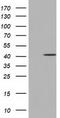 COBW Domain Containing 1 antibody, CF501621, Origene, Western Blot image 