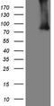 Arachidonate 5-lipoxygenase antibody, TA807011S, Origene, Western Blot image 