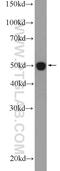 Intraflagellar Transport 52 antibody, 17534-1-AP, Proteintech Group, Western Blot image 