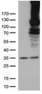 RB Transcriptional Corepressor 1 antibody, TA805657S, Origene, Western Blot image 