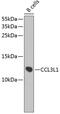 C-C Motif Chemokine Ligand 3 Like 3 antibody, GTX64940, GeneTex, Western Blot image 