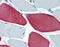 Myosin Heavy Chain 1 antibody, 51-871, ProSci, Immunohistochemistry frozen image 
