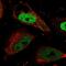 Cell division cycle 7-related protein kinase antibody, HPA035831, Atlas Antibodies, Immunofluorescence image 